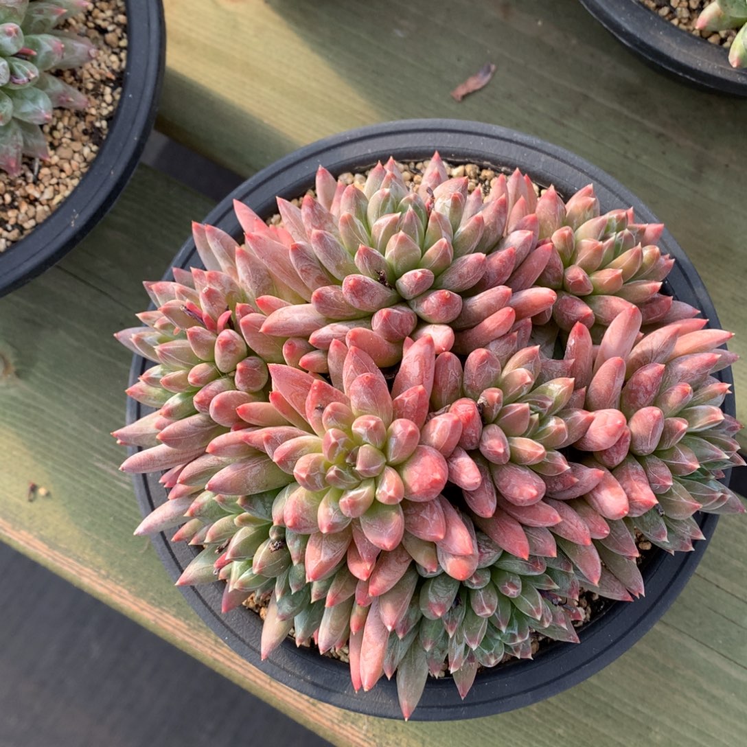 炫彩星  多头 一颗    