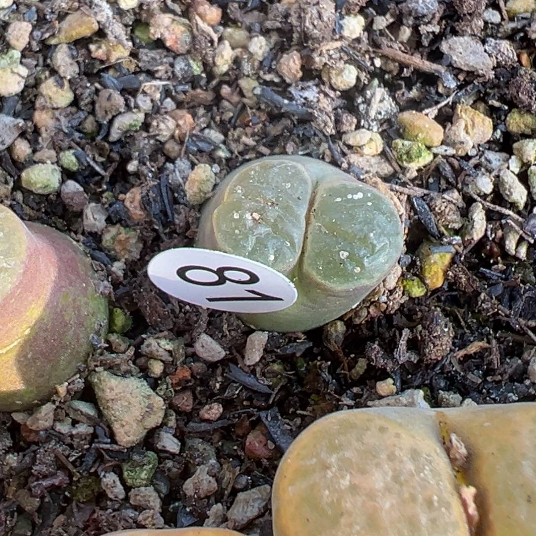 多肉植物111111111111111