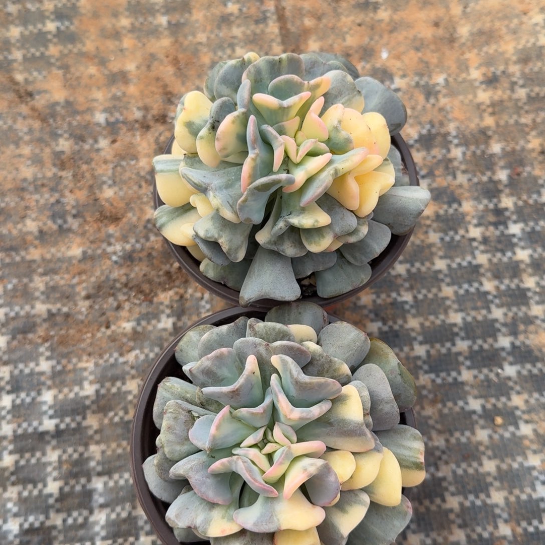 雪精灵的花脸锦一颗的价格