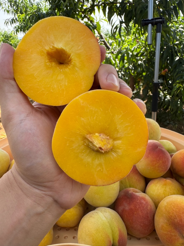 湖北本地现摘新鲜无套袋黄桃