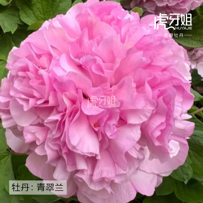 【青翠兰】裸根牡丹包对版-庭院阳台花卉粉蓝色重瓣大花