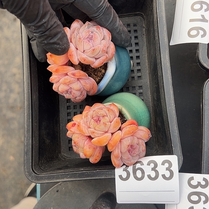 小****3633，俩个三头星影带盆