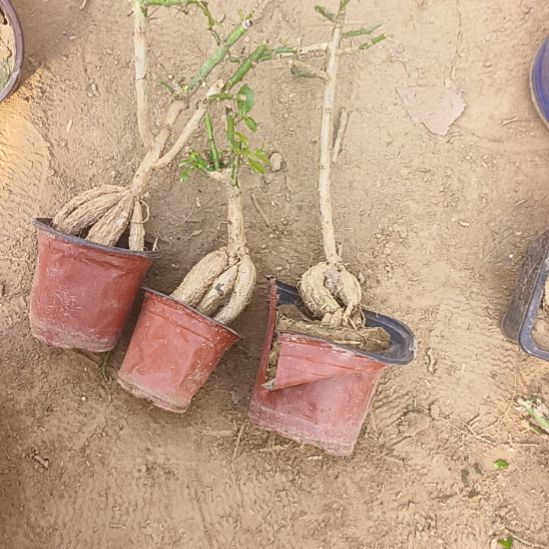 萌***奶三科脱土月之桂脱土发货