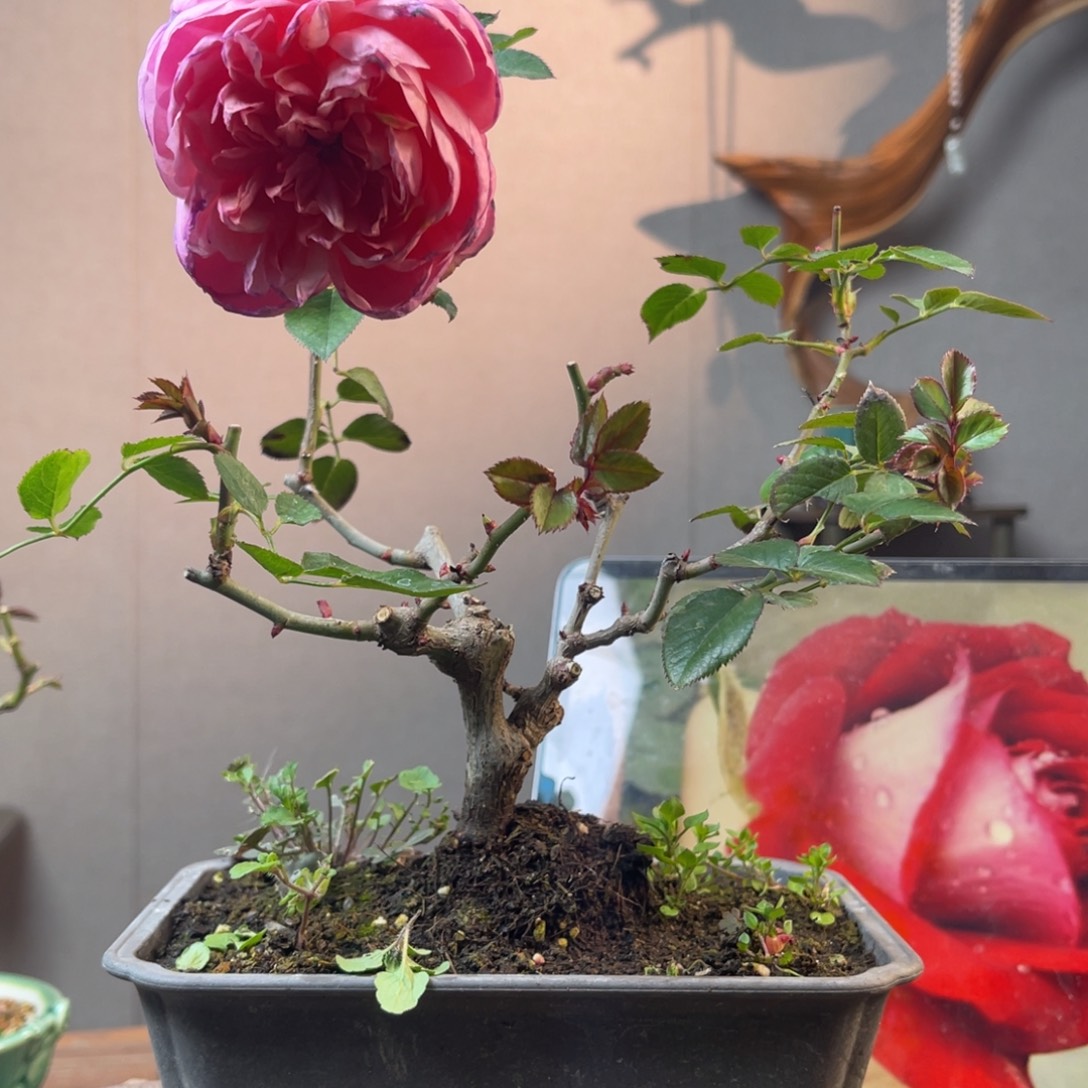 一***少量花朵（建议范围：2朵-5朵 或40%以下）