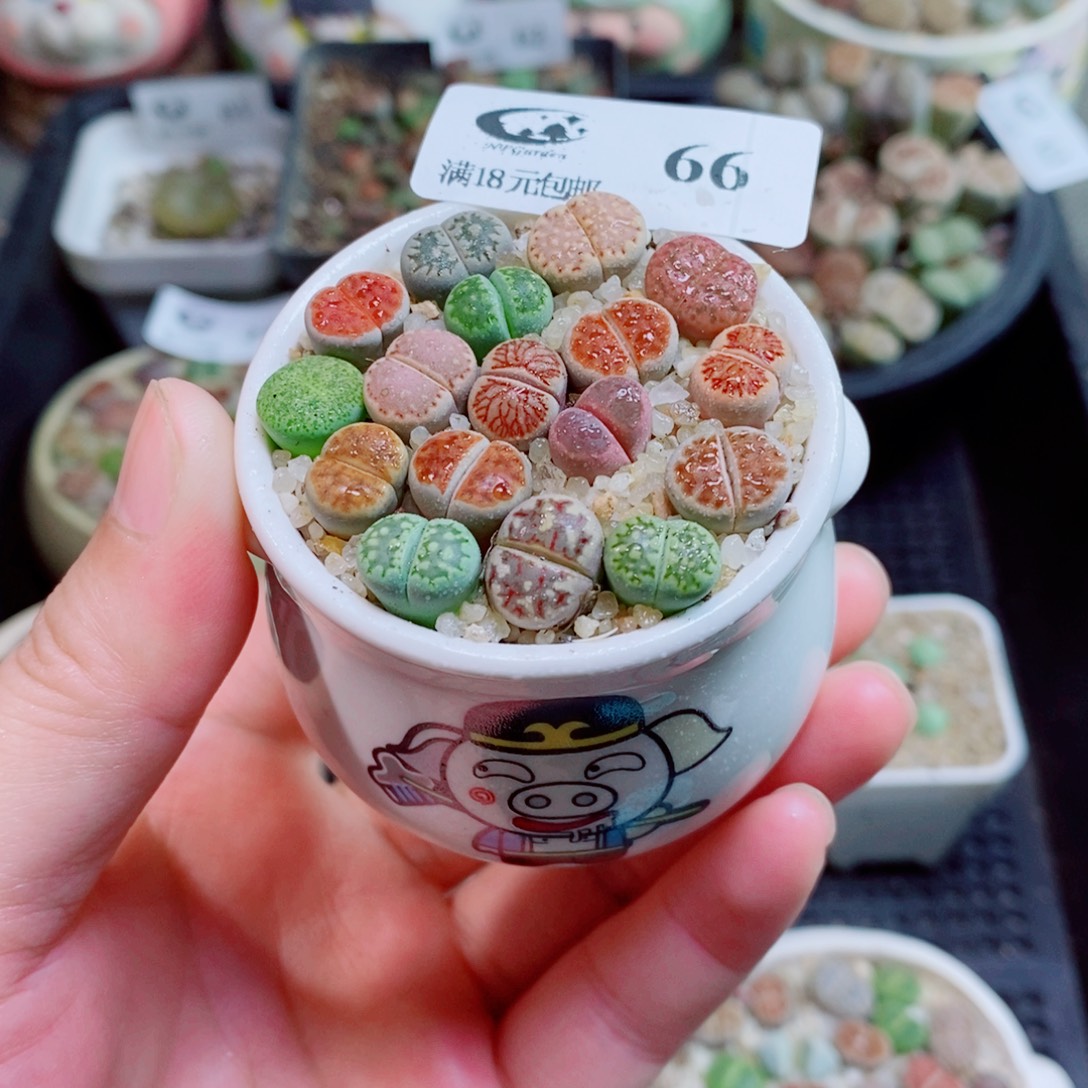 生石花花花花花花花花66