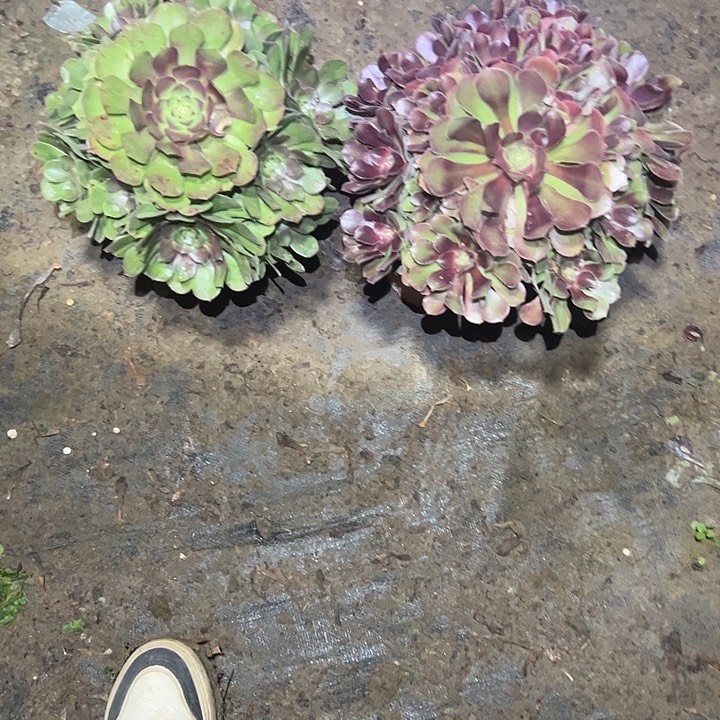 不包侧枝一物一拍36