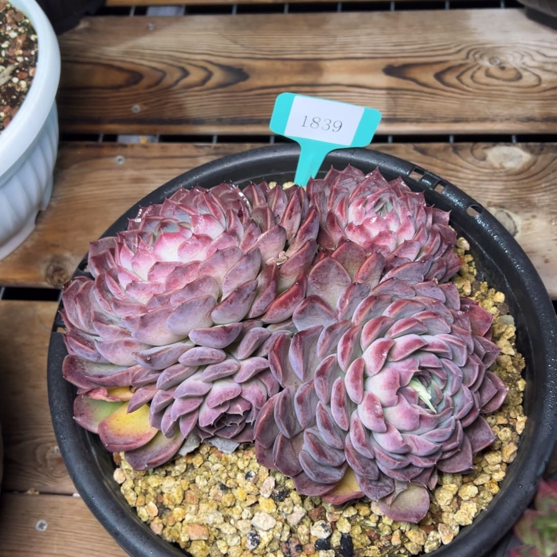 肉*1839量拍 肉多么了多么多么