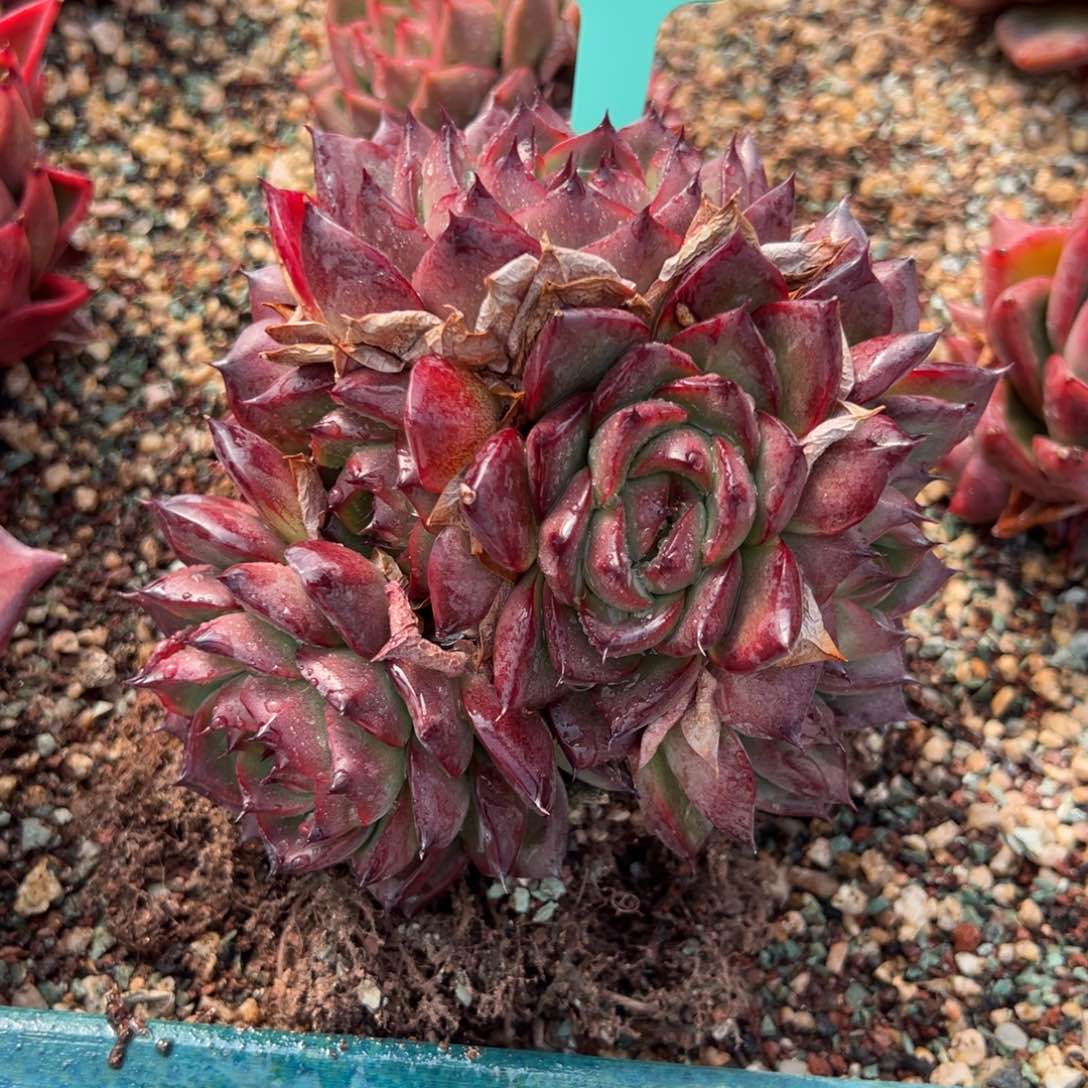 从前慢多肉精选编号0124.84