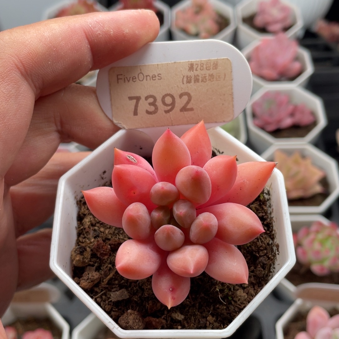 红蜻蜓7392-5.5厘米