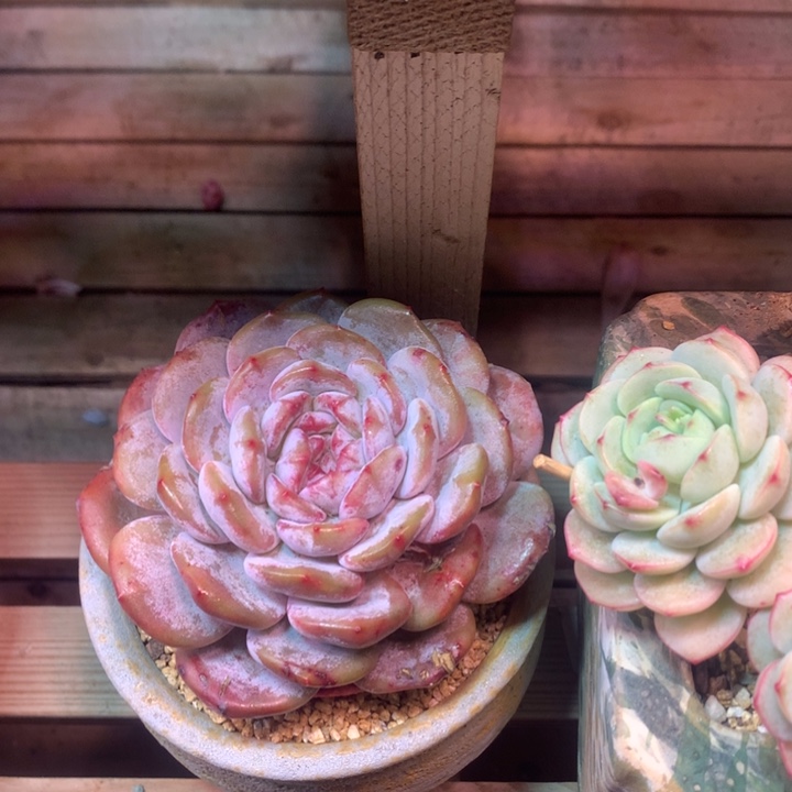 石榴植物z z z z z z