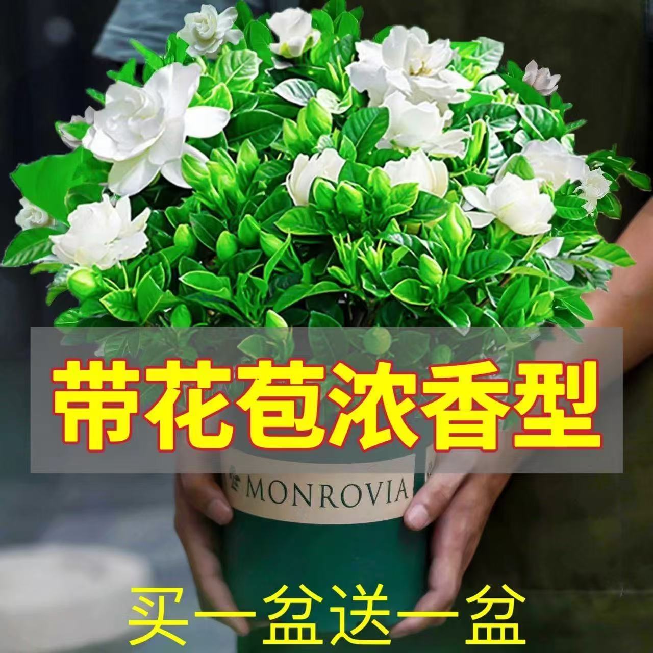 【买一送一】重瓣浓香型带花苞栀子花绿植盆栽花卉四季开花室内植物