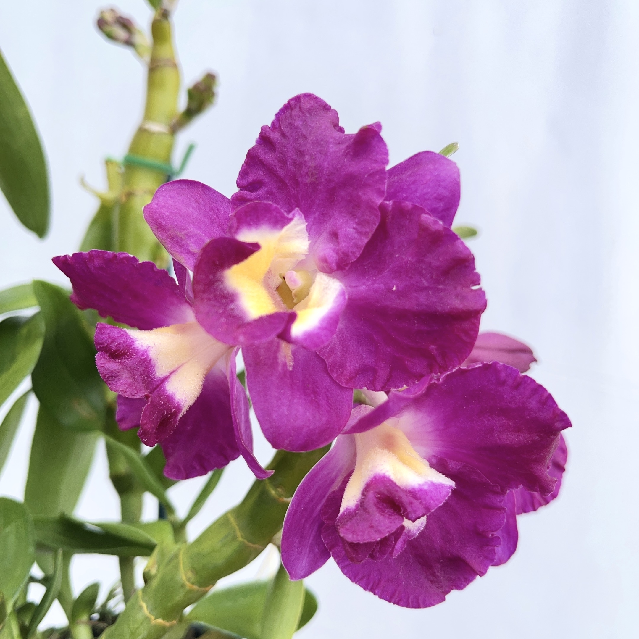 昭君春石斛（苗） 精致紫红色爆花耐寒好养花期长室内 云南鲜花绿植