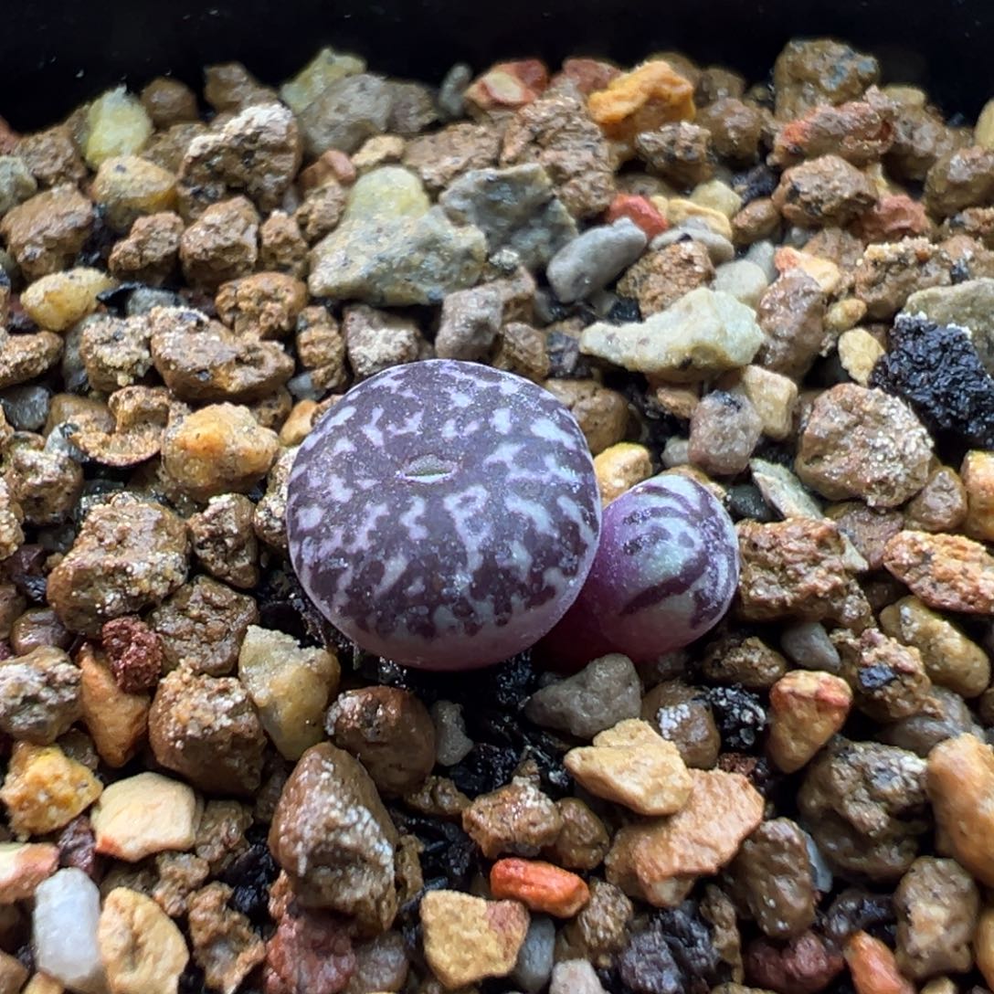 3多肉双头优选墨一棵特