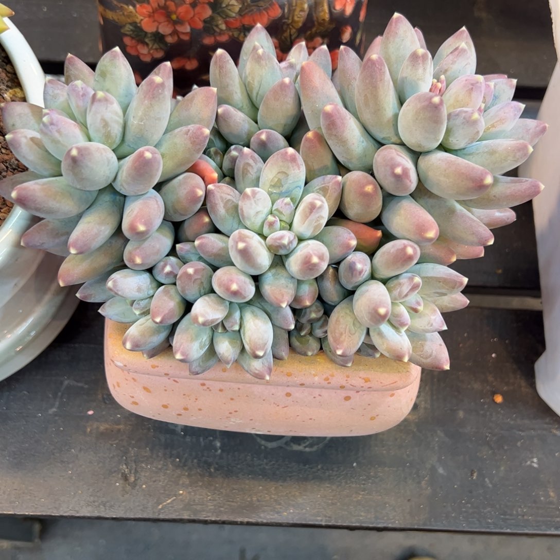 星空美人一颗肉肉看看