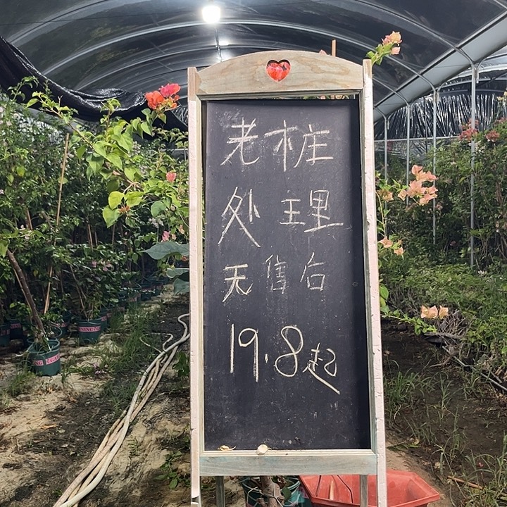 无花朵三角梅三角梅653