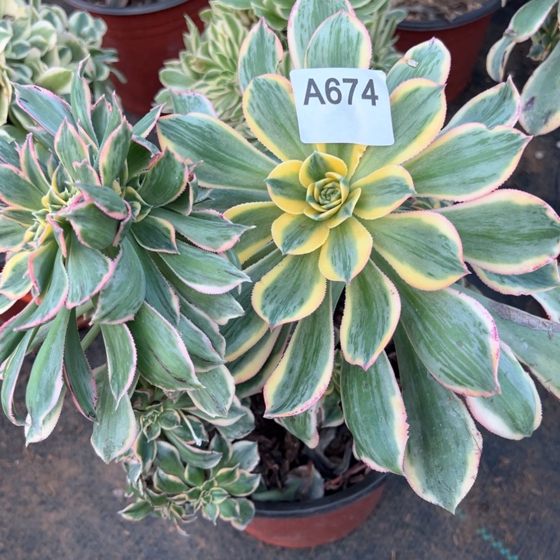 674灿烂法师多肉