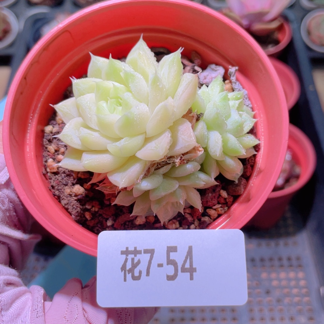 花利美7-54麦秆群