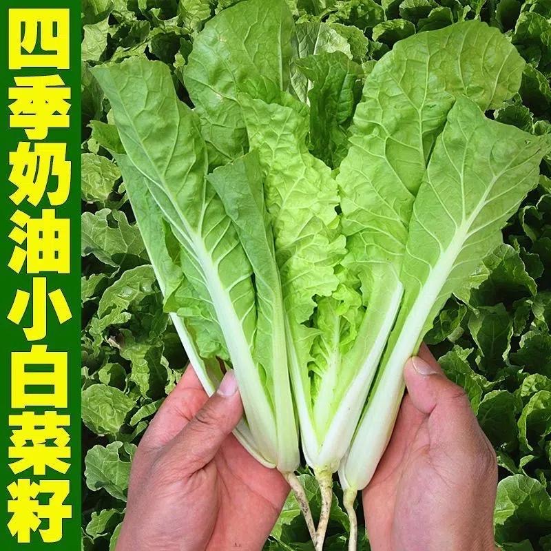 【满5包包邮】四季奶油小白菜种子耐热耐寒阳台小院均可种植蔬菜籽