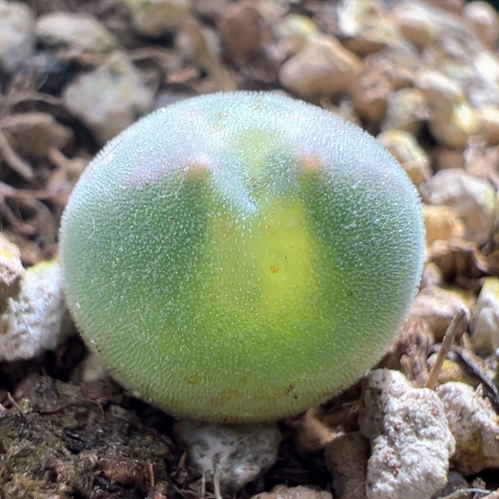 A739. 青蛙种源优选两年小胖球大脑空蝉。  