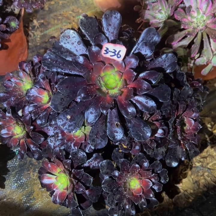 花纳微瑕多肉植物3-36 