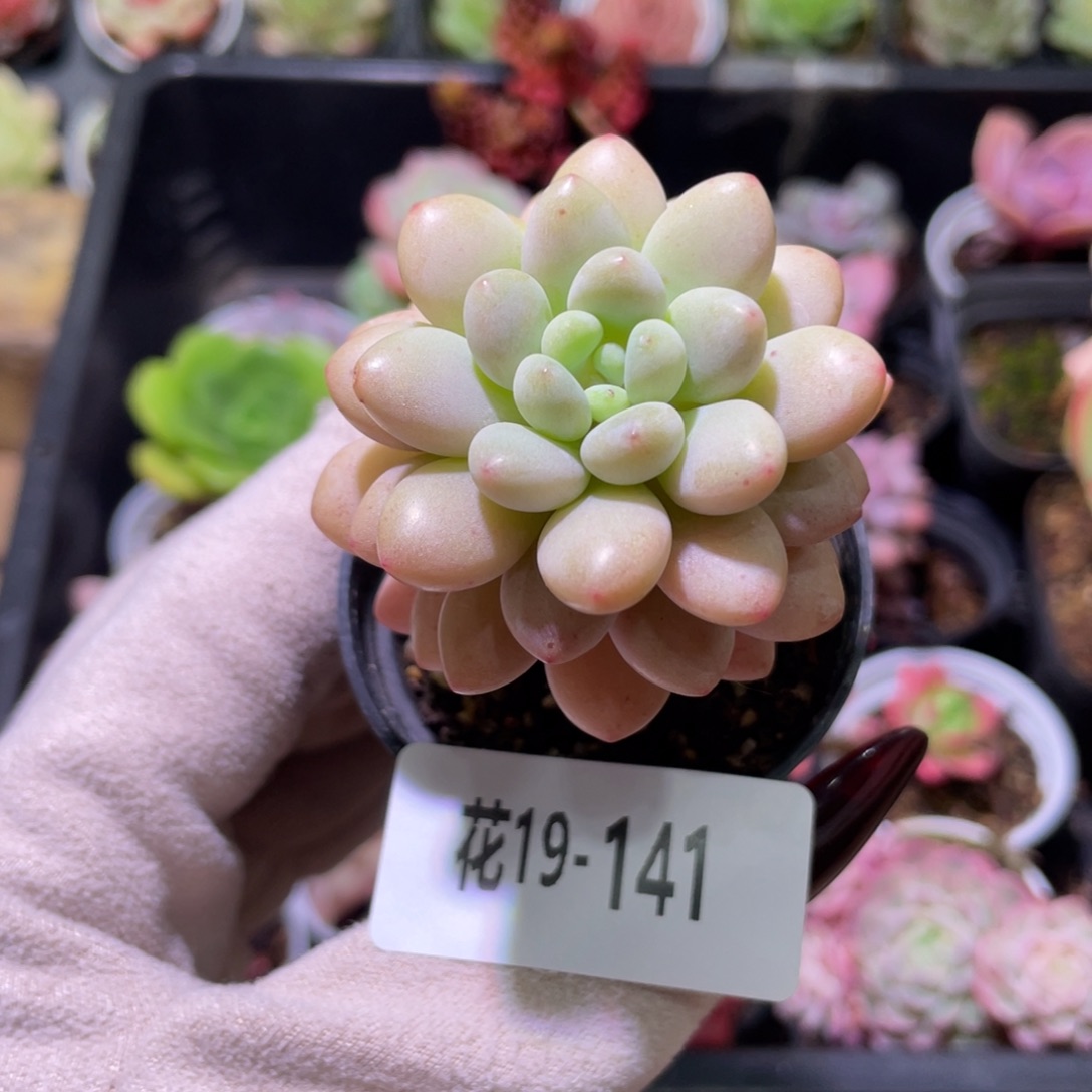 花利美19-141洛可可