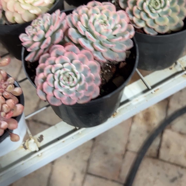 冲***鬼群生姬莲锦 特价优惠