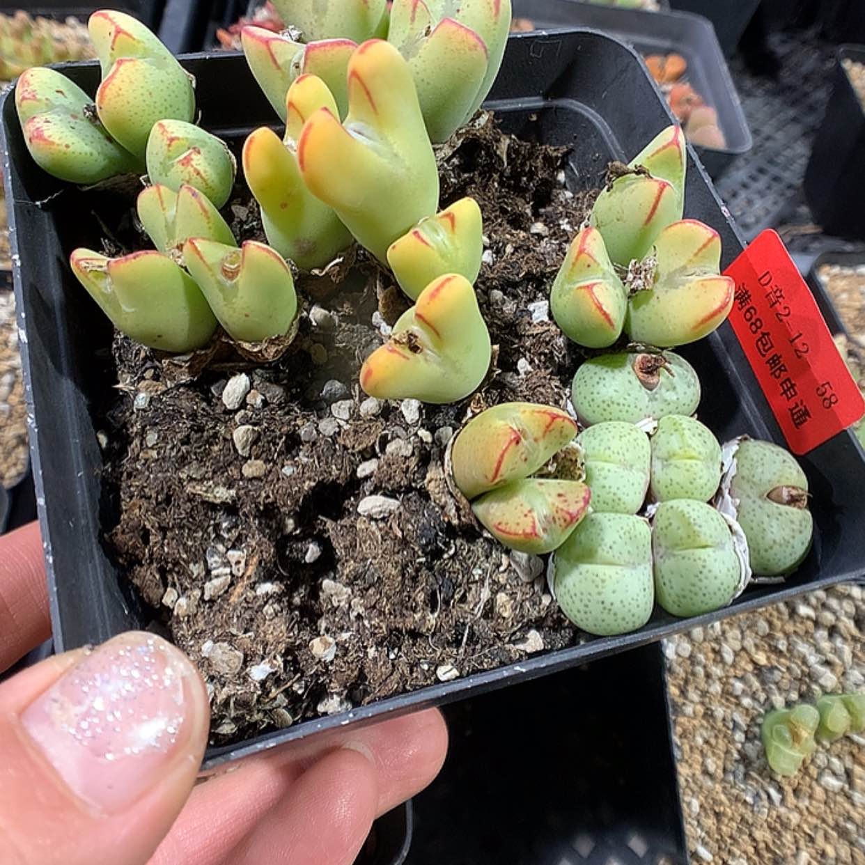 【闪购商品】2-12-58 组合1盆 45