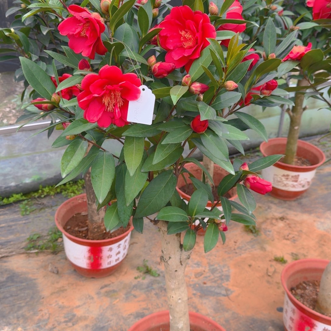 完全开放茶花盆景桩