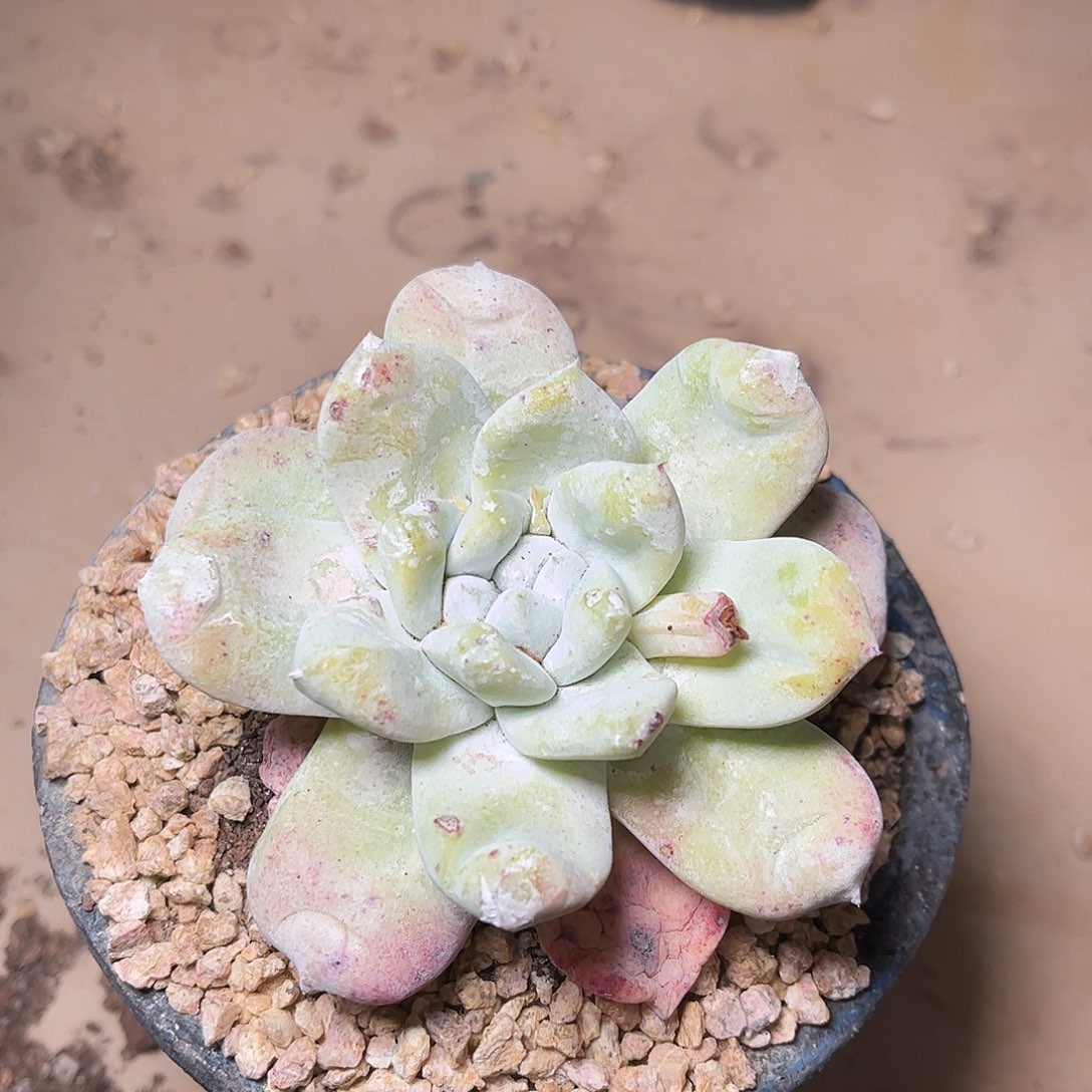 8561牡丹苹果叶多肉