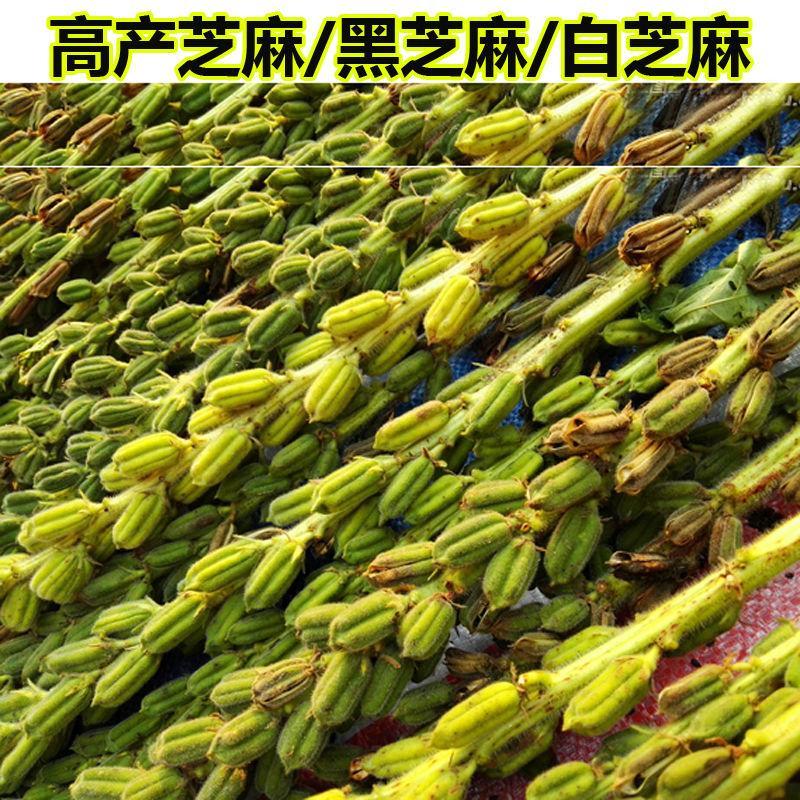芝麻种子保健蔬菜黑芝麻白芝麻种籽杂粮种子春夏秋四季播芝麻种籽