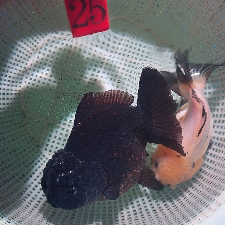 金鱼25号10-12公分区间