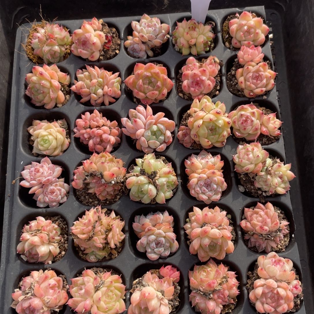 不包整散 盆子不售后1932