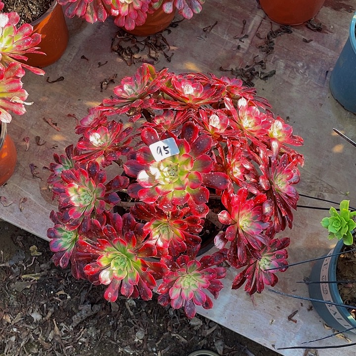 花***装桐壶老桩00000000000095号