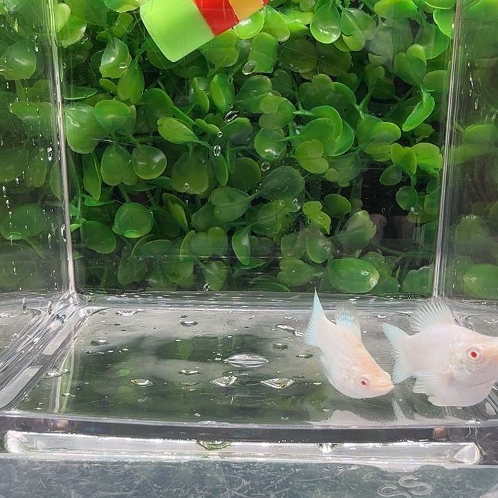 孔雀鱼瓷白红宝石眼一对
