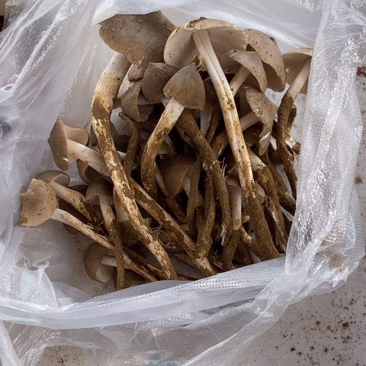 ****罐中国大陆鸡枞中国大陆