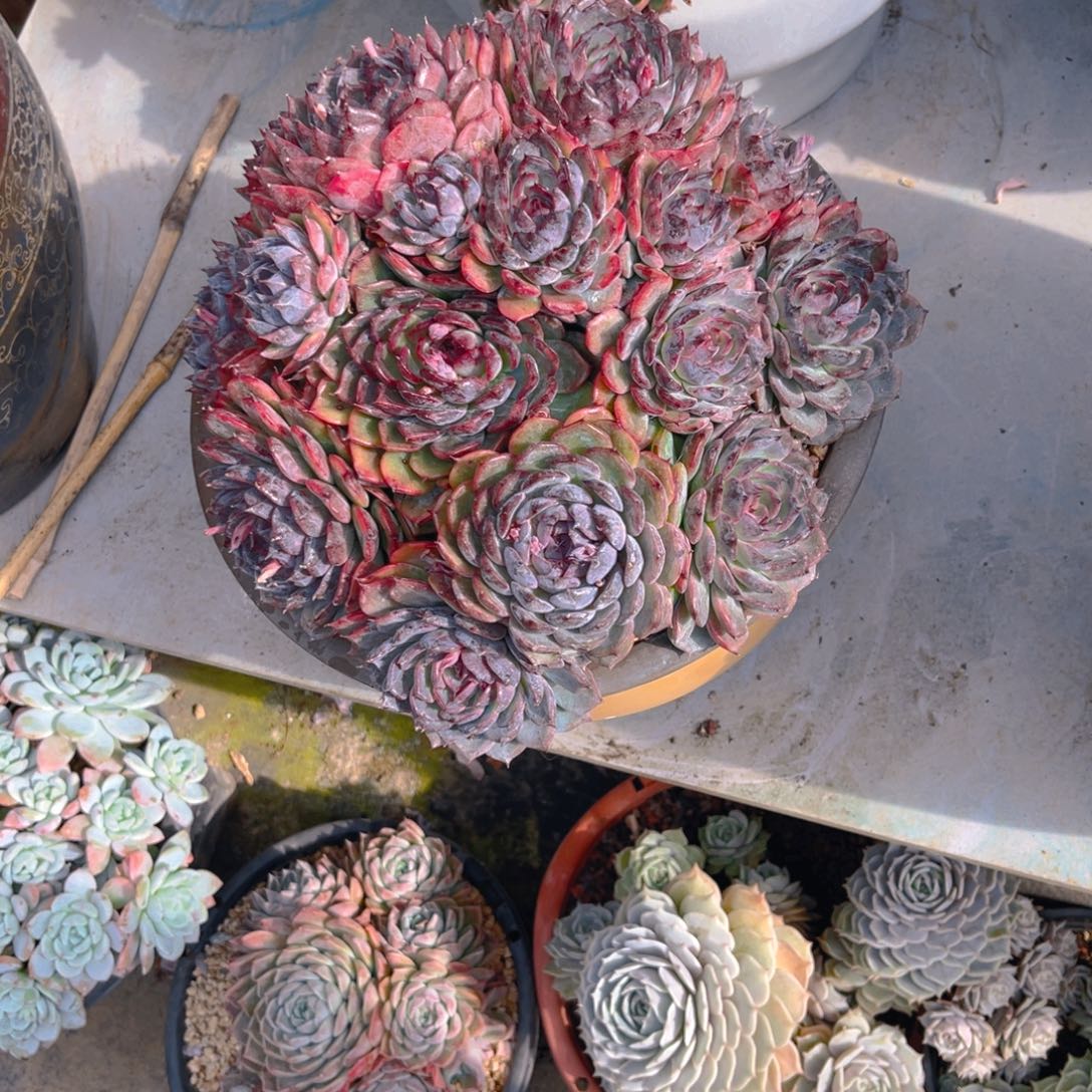 一物一拍中通快递360