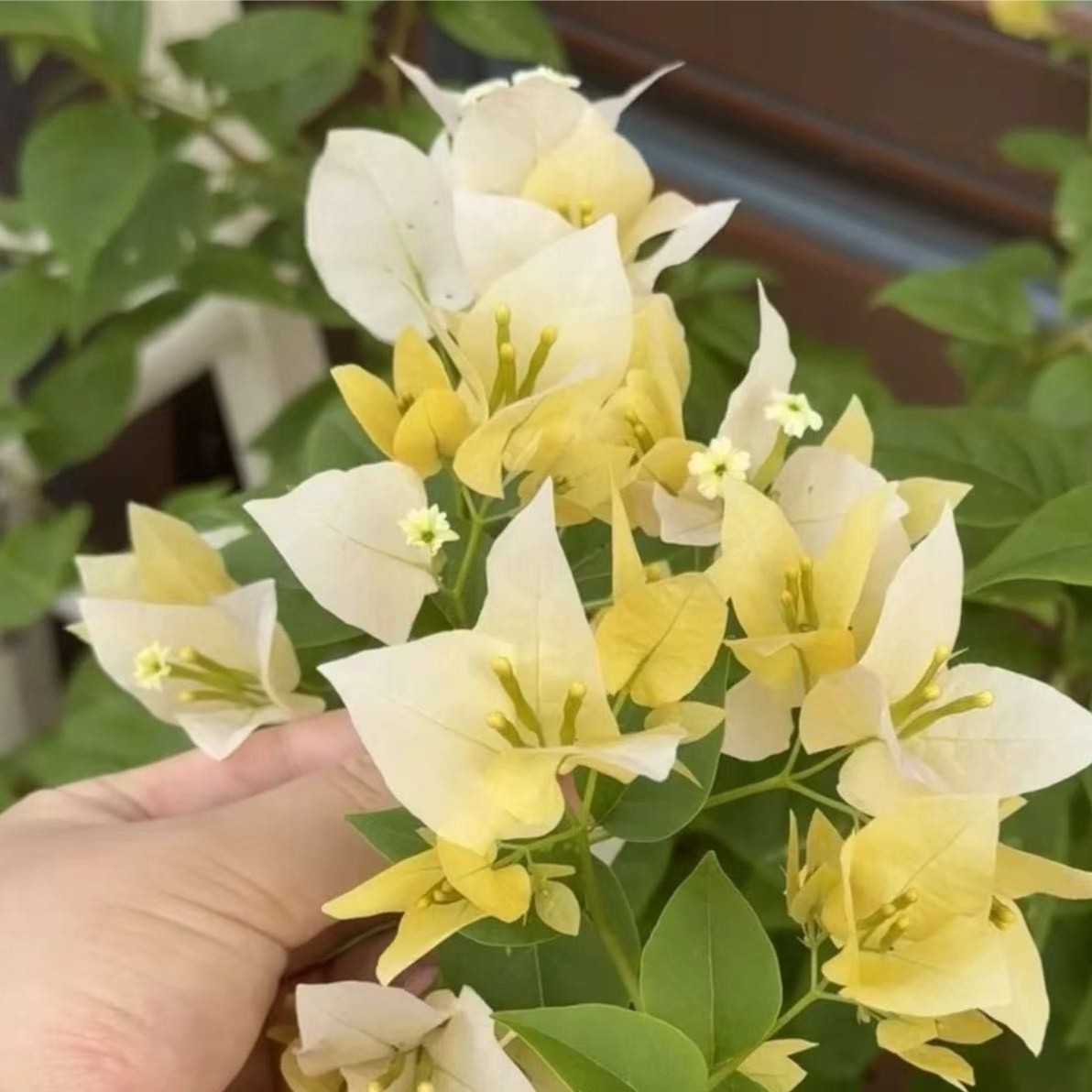 【苏瓦娜】护心土球【不带花】发货运输过程中掉花落叶正常情况