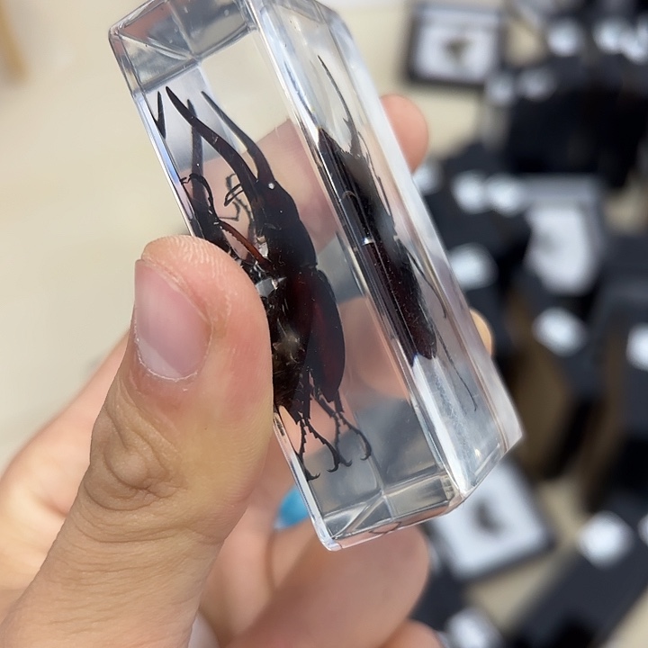 贵***行蝴蝶标本定制781@