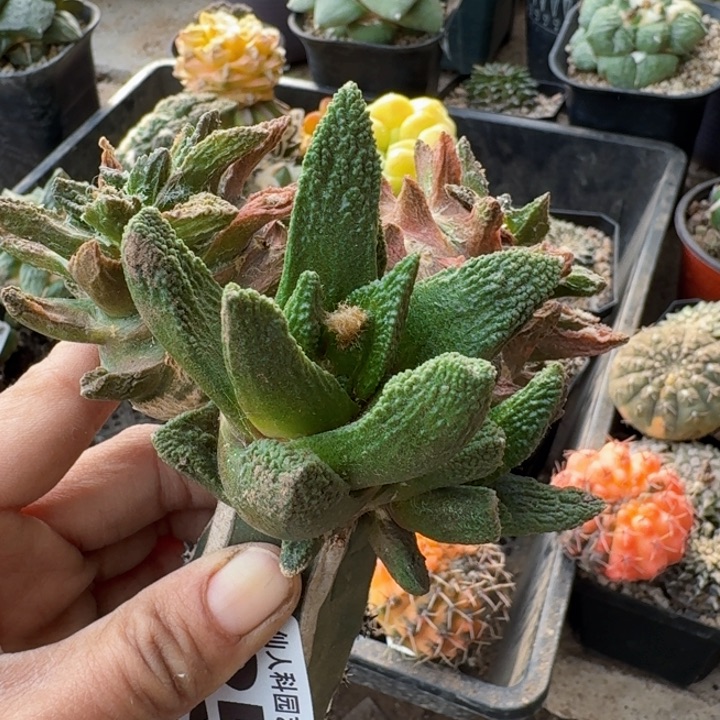 255暴尤勃氏牡丹带石化