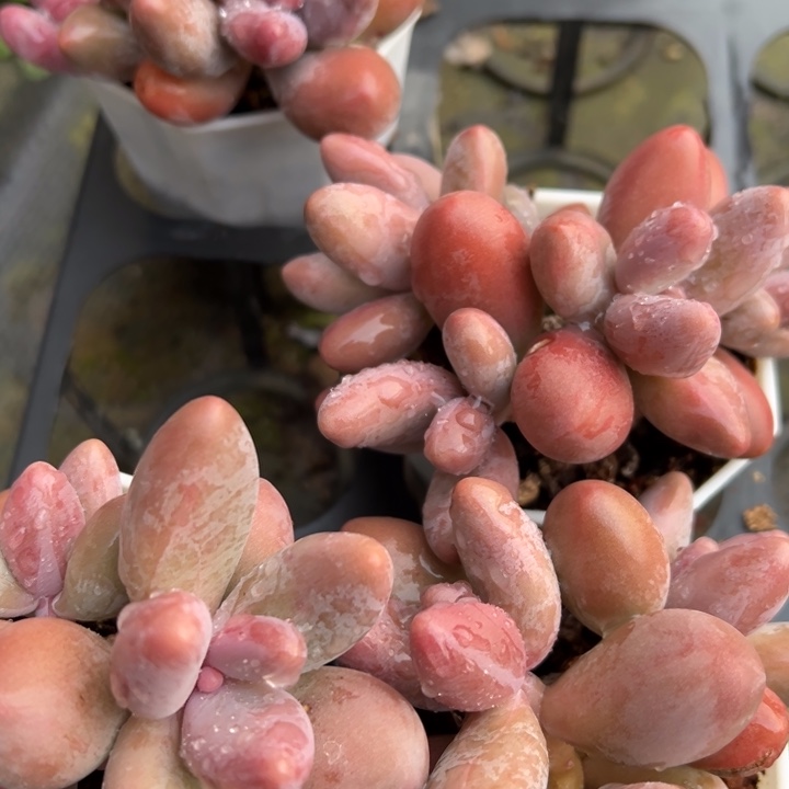红手指多肉植物3头