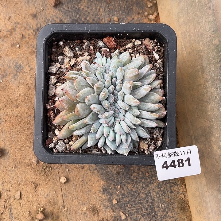 阿雅园艺。       4481