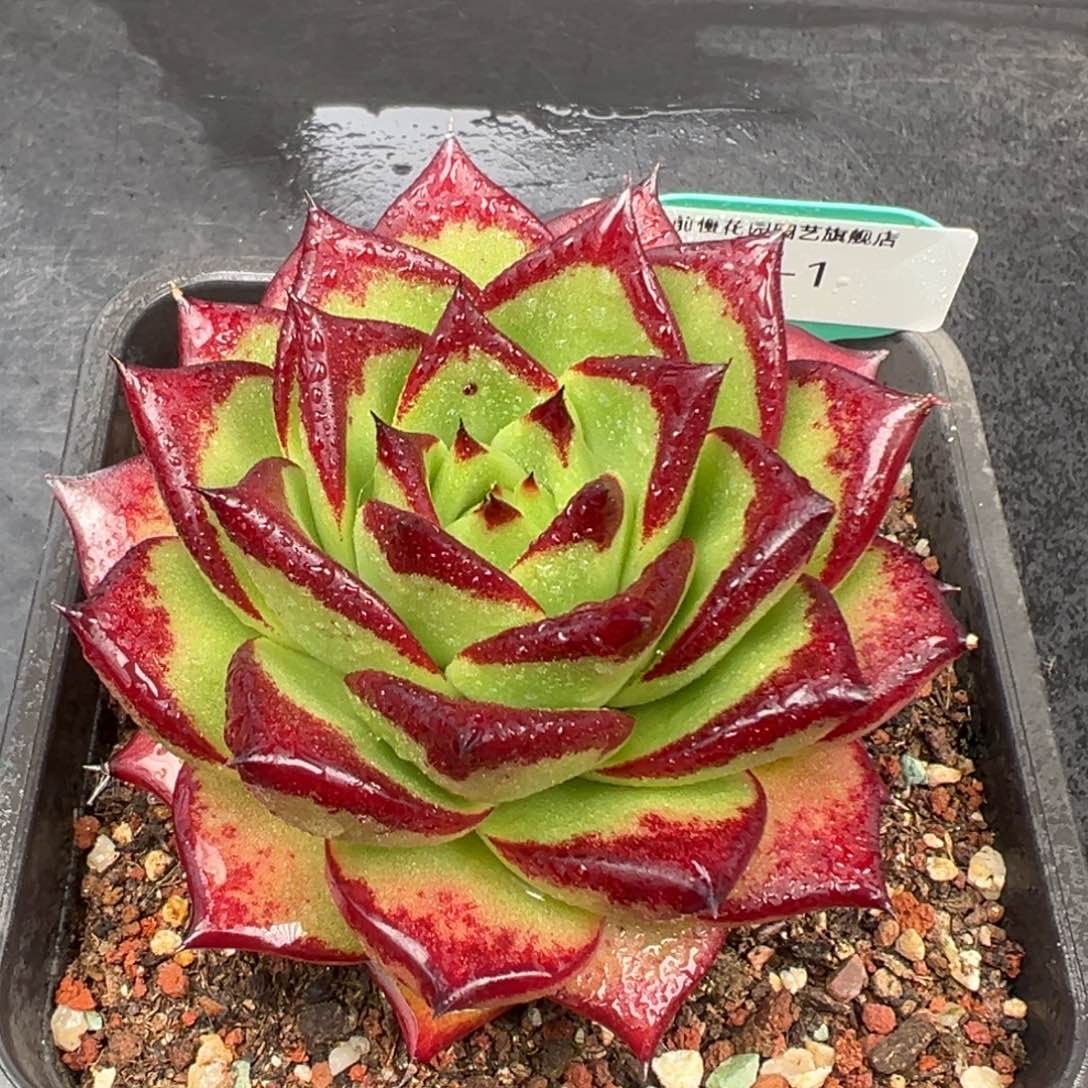 从前慢花园多肉编号1209-1