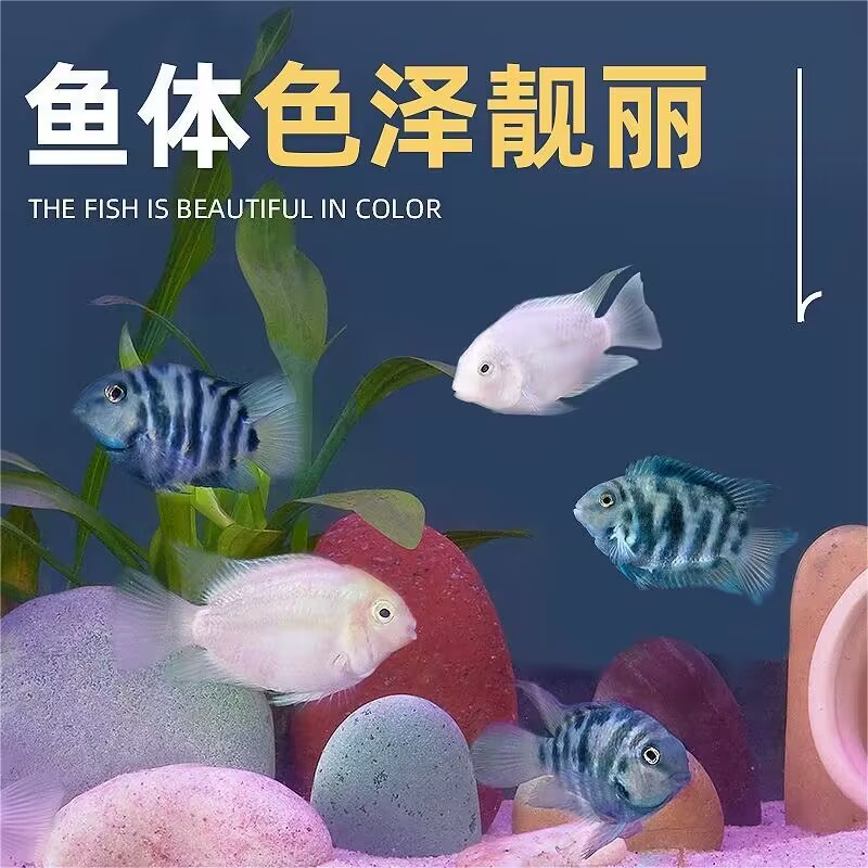 小型热带鱼迷你鹦鹉