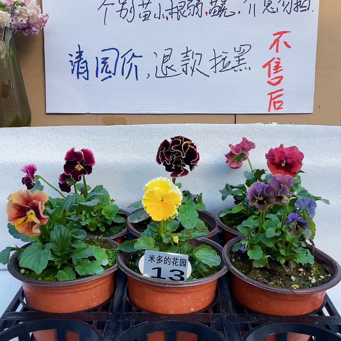 大部分花苞少量开放13