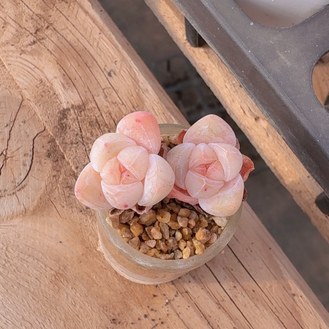 玻璃瓶带盆带土发货