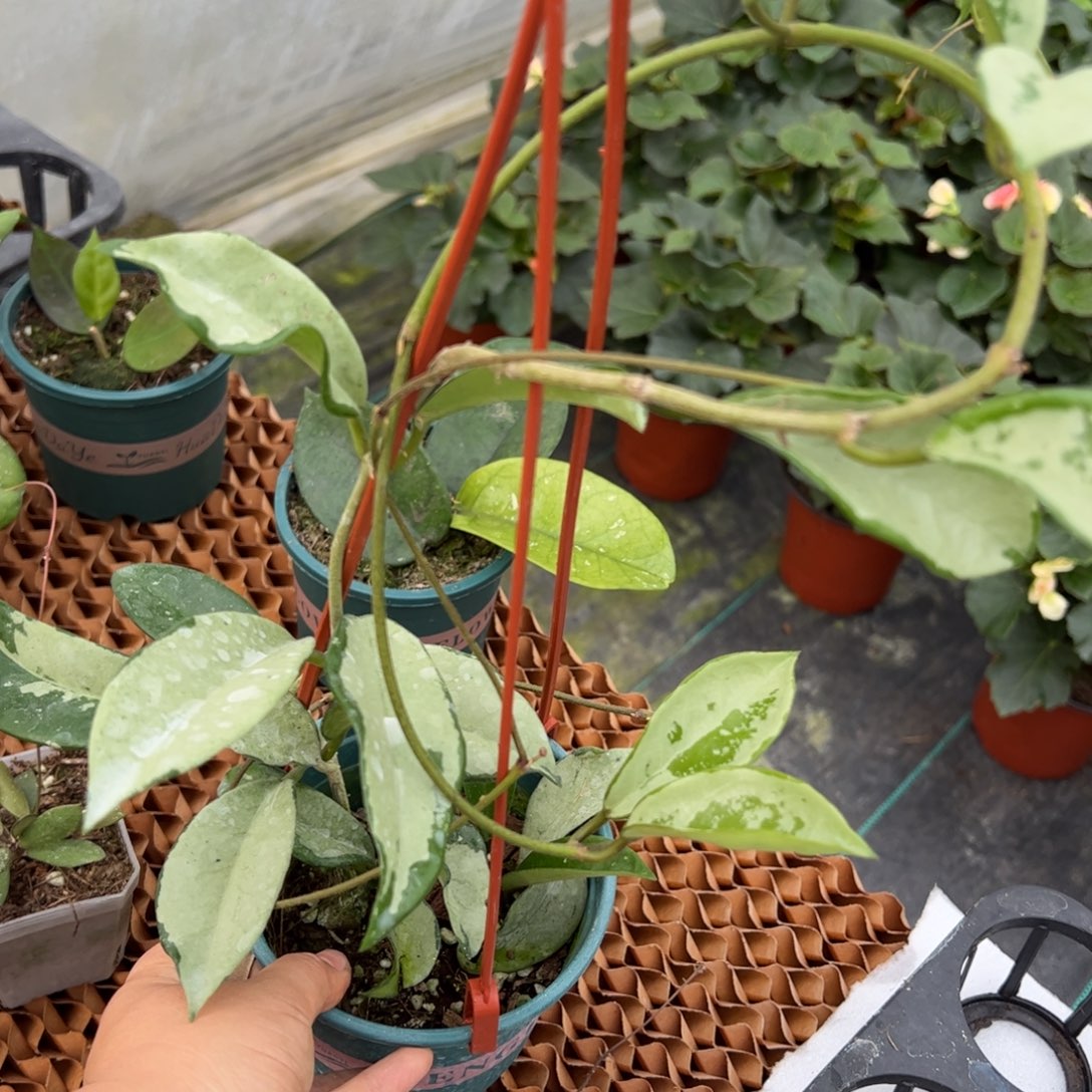 S***羽无花朵074球兰大苗