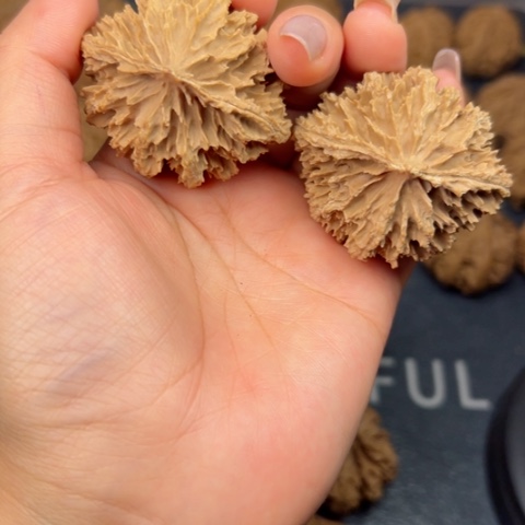 桃核吊坠秦岭山脉野生