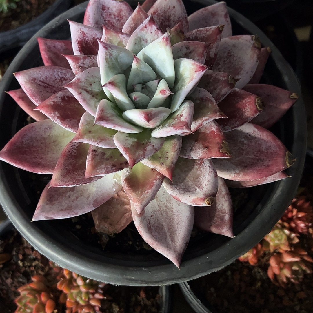 生***歌祖母绿大单多肉植物