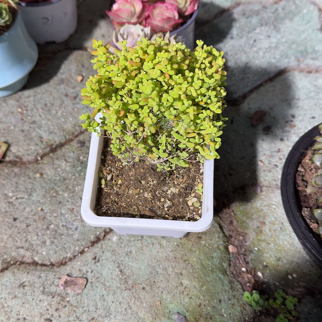 蜜桔糖球多肉植物