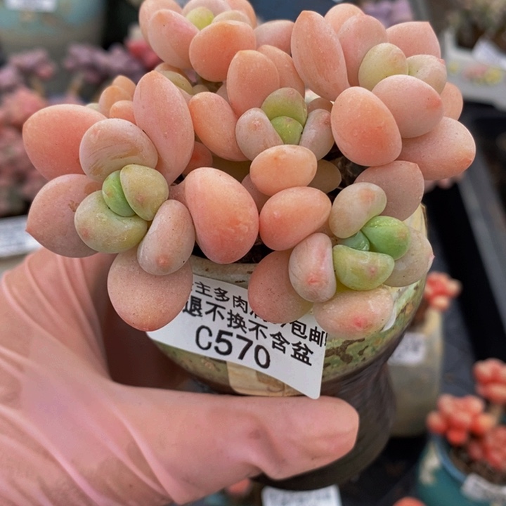 橘子洛神7cm570多肉